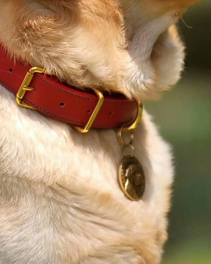 Collare con Holder — accessorio per tracker AirTag